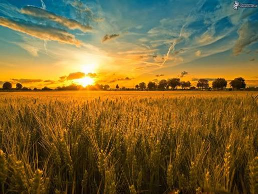 Un champ de blé au coucher du soleil.