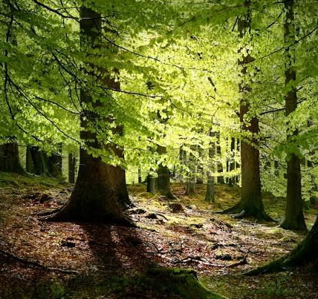 Une forêt avec de la lumière entre les arbres.