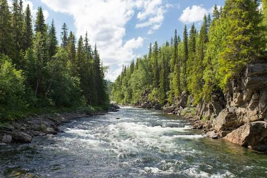 Une rivière qui coule entre des rochers et des arbres.